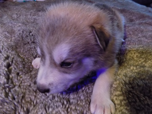 Alaskan Malamute puppy for sale + 60216