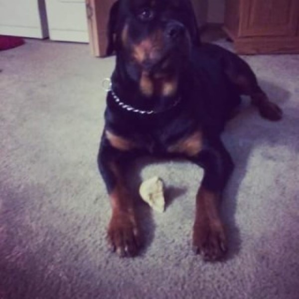 Rottweiler puppy for sale + 45394