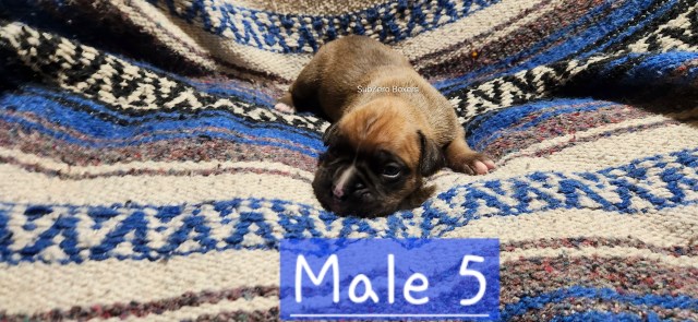 Boxer puppy for sale + 66598