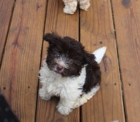 Sale  Male Havanese puppy Super sweet! Havanese for sale/adoption