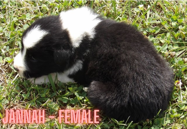 Border Collie ABCA Pups-2 males, 3 females-working stock