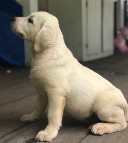 Yellow English Labrador Pups Available Now