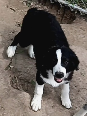 "Indi" ASDR Black Bi Male Aussie