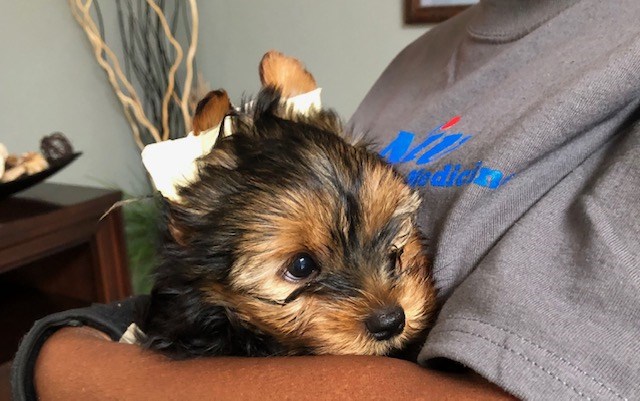 Yorkshire Terrier puppy for sale + 58215