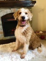 Looking to rehome Goldendoodle- FREE Goldendoodle for sale/adoption