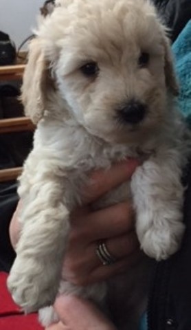 Micro/Mini (Adult size 20 lbs or less) Goldendoodle Puppies $2000 Females Available