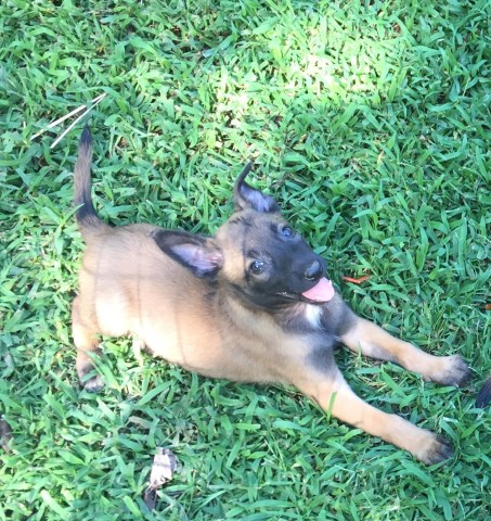 Belgian Malinois Puppies 8 weeks old only 4 males and 7 females