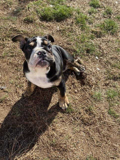 English Bulldog puppy for sale + 52588