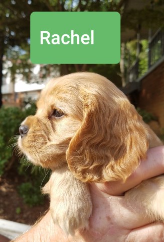 beautiful 7 week old Cockalier puppies for sale