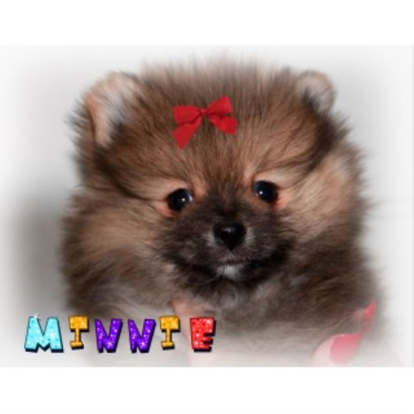 Pomeranian puppy for sale + 46793