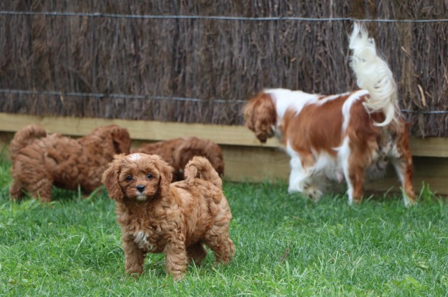 Cavalier King Charles Spaniel puppy for sale + 64858