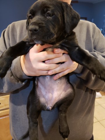 Cane Corso and Black lab mix Female pups.