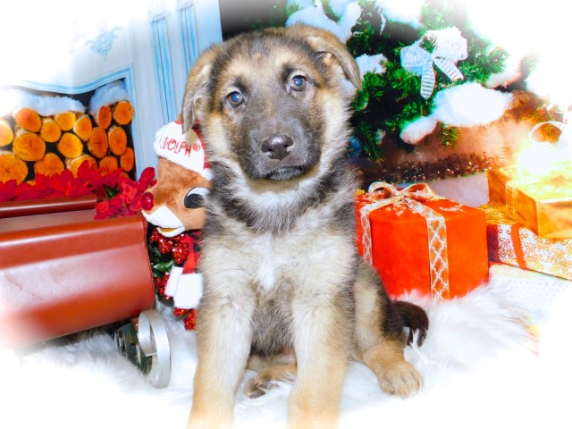 German Shepherd Dog puppy for sale + 62793