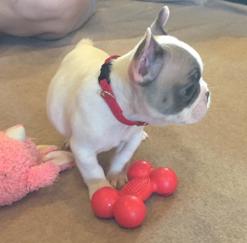 AKC French Bulldog puppies available now!
