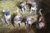 Dogue De Bordeaux thumbnail