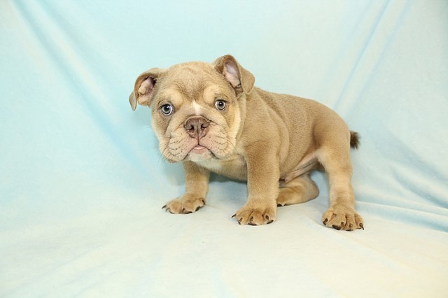 English Bulldog puppy for sale + 60687
