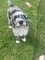 Leakes bernedoodles- Pepper Poodle Standard for sale/adoption