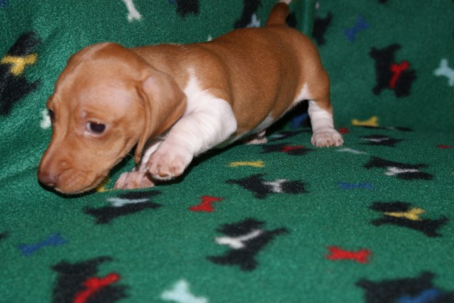 Dachshund puppy for sale + 49932