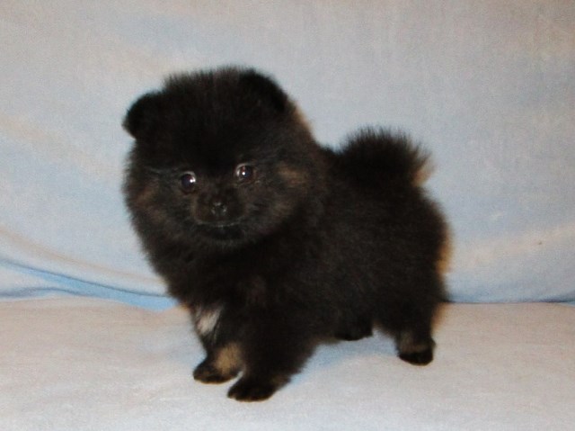 Pomeranian puppy dog for sale in Morehead, Kentucky