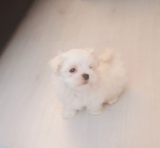 Maltese Puppies present