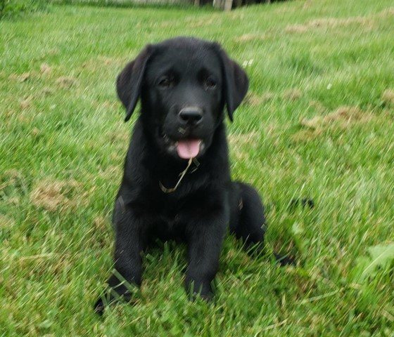 Labrador Retriever puppy for sale + 63534