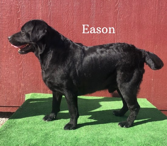AKC Adult Male Black Labrador (Eason)