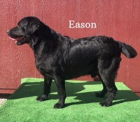 AKC Adult Male Black Labrador (Eason) Labrador Retriever for sale/adoption
