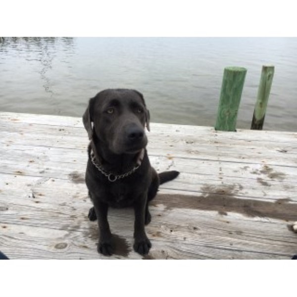 Labrador Retriever puppy for sale + 46430