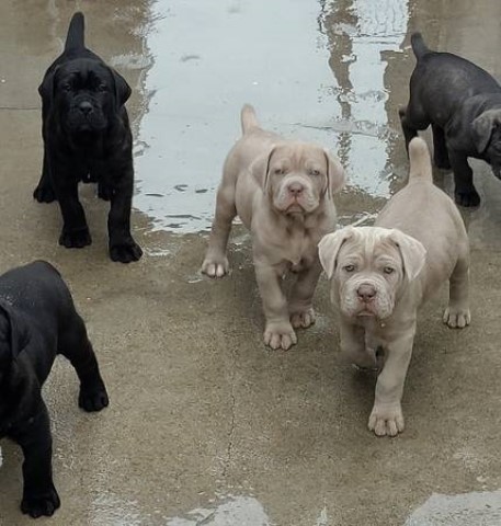 Cane Corso puppy for sale + 64642