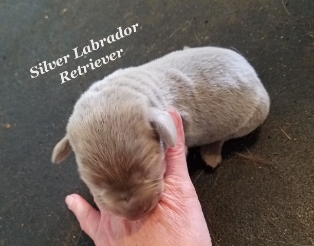 Labrador Retriever puppy for sale + 60668
