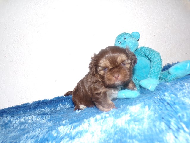Shih Tzu puppy for sale + 66463