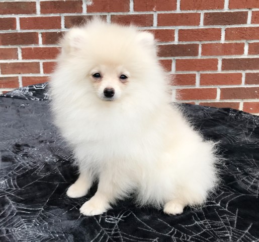CKC Pomeranian: CHIEF