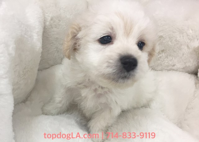 Cockapoo puppy for sale + 52888