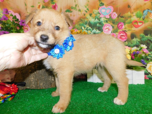 German Shepherd Dog puppy for sale + 66552