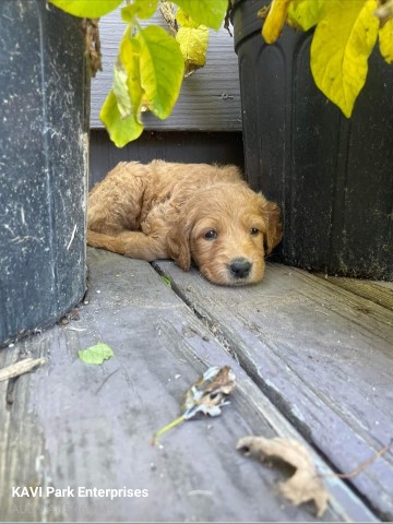 Goldendoodle Puppies