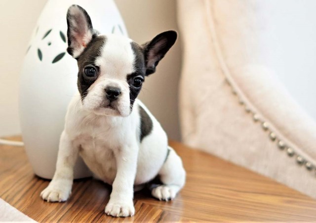 French Bulldog puppy for sale + 56305