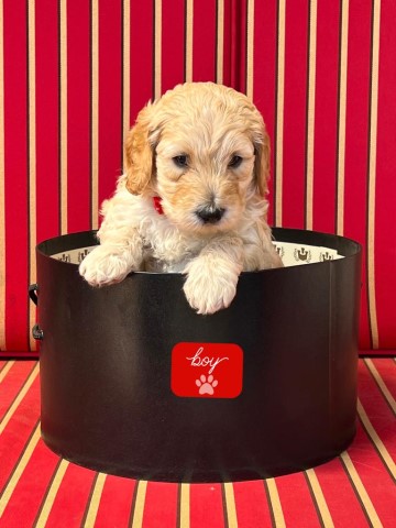 GOLDENDOODLE RED HUNK BORN 2/22/22