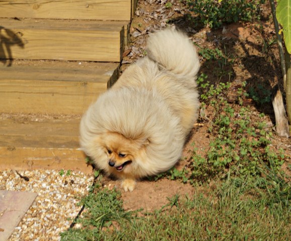 Pomeranian puppy for sale + 54252