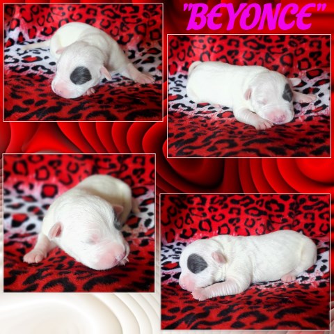 WHITE & BLUE NOSE PUPPYS FOR SALE