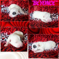 WHITE & BLUE NOSE PUPPYS FOR SALE American Pit Bull Terrier for sale/adoption