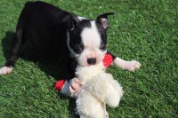 Boston Terrier thumbnail