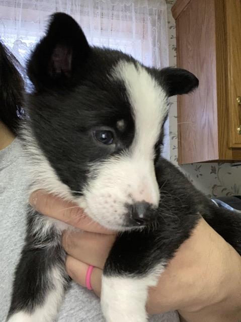 Panda German Shepherds