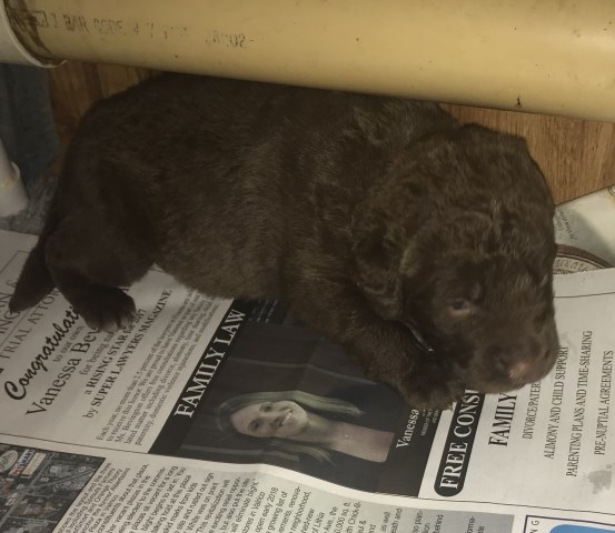 Chesapeake Bay Retriever puppy for sale + 50751