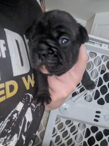 5 French Bulldog puppies for sale!!!! (Meet n greet)