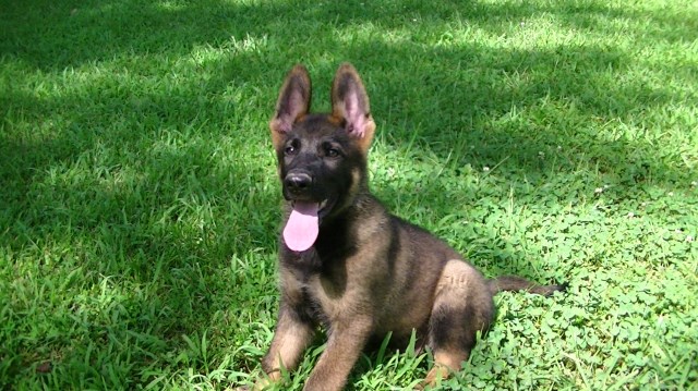 German Shepherd Dog puppy for sale + 50199