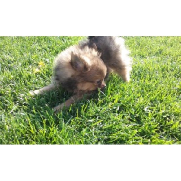 Pomeranian puppy for sale + 45660