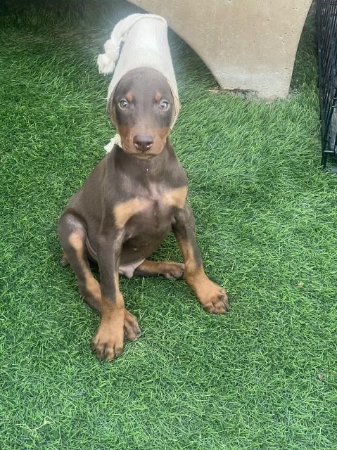 Doberman Pinscher puppy for sale + 64887