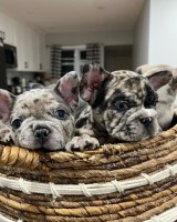 Beautiful Merle French Bulldog French Bulldog for sale/adoption