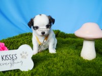 Chi WOW WOW Puppy Chihuahua for sale/adoption