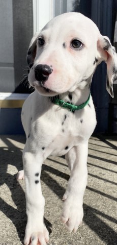 Dalmatian puppies